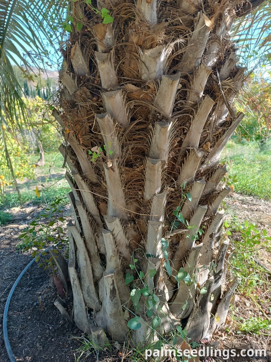 butia odorata trunk fiber detail