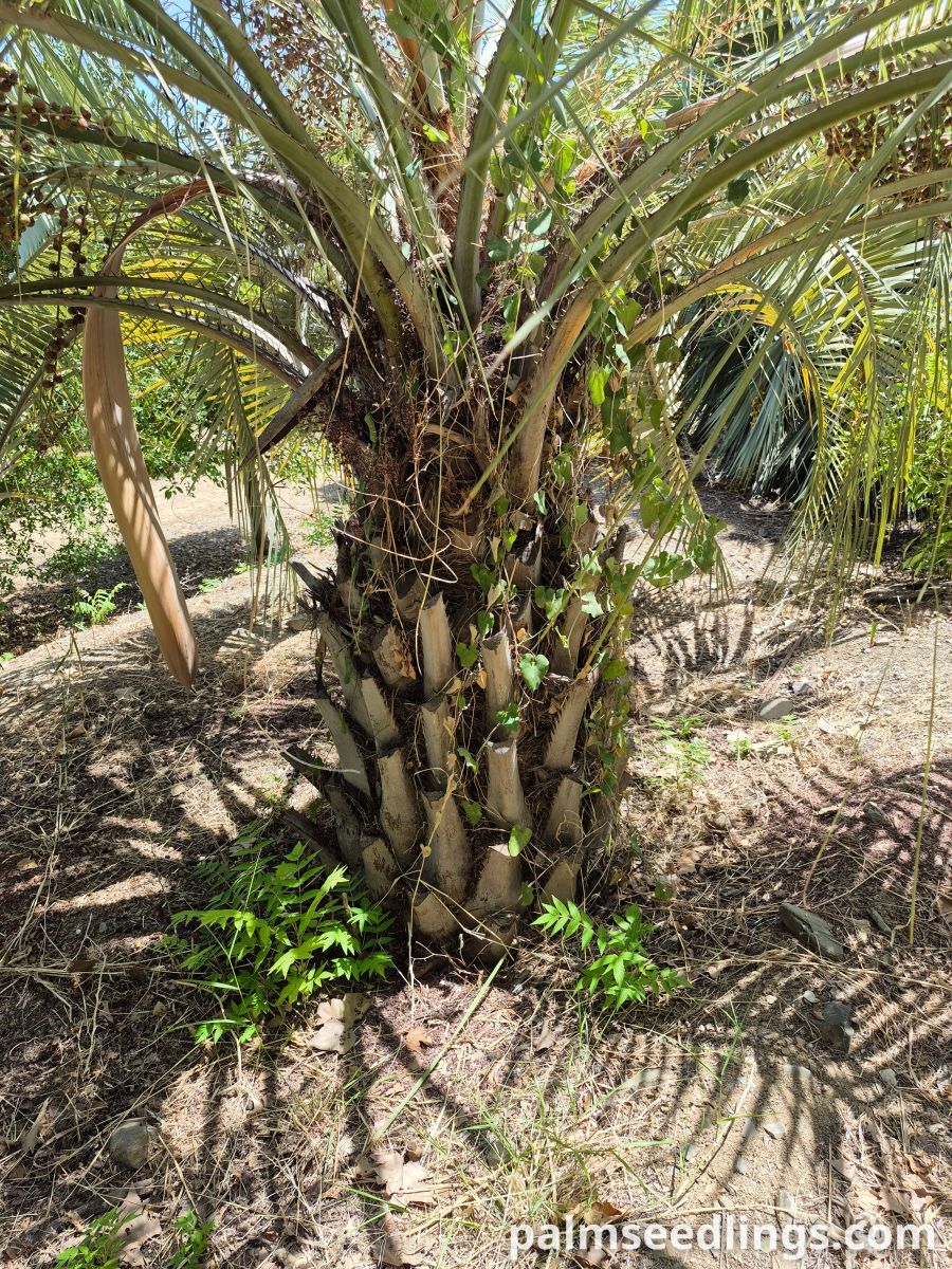 butia odorata trunk