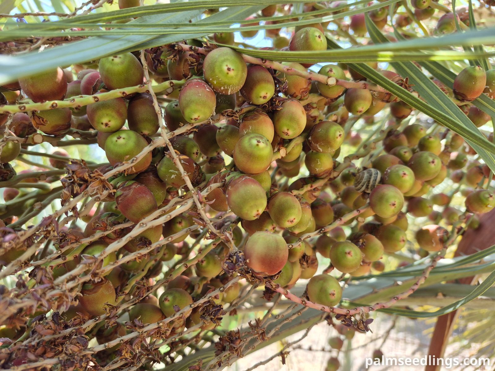 butia odorata unripe fruits closeup
