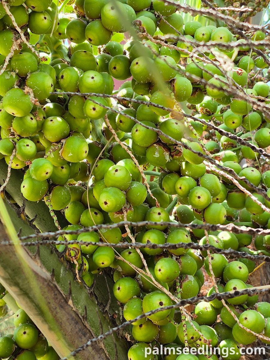 butia odorata unripe fruits closeup