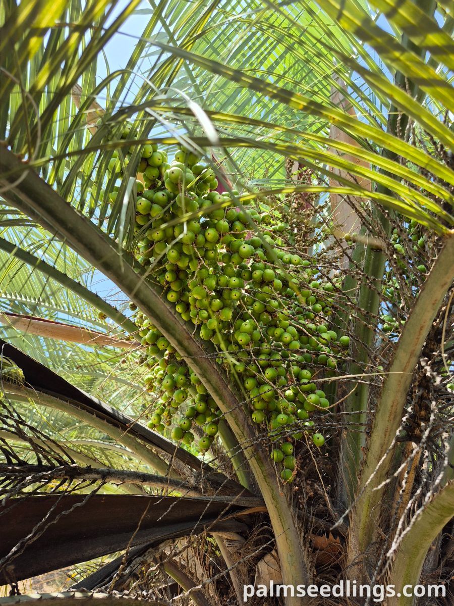butia odorata unripe green fruits