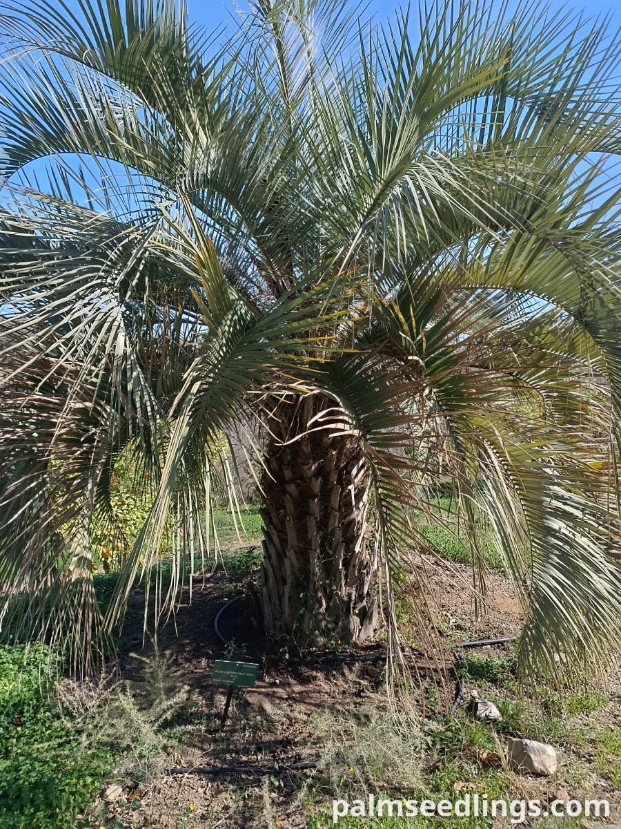 butia odorata whole palm view