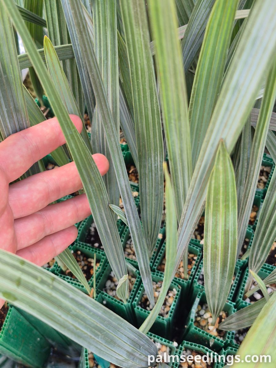 Bismarckia nobilis Silver Bismarck Palm Seedlings