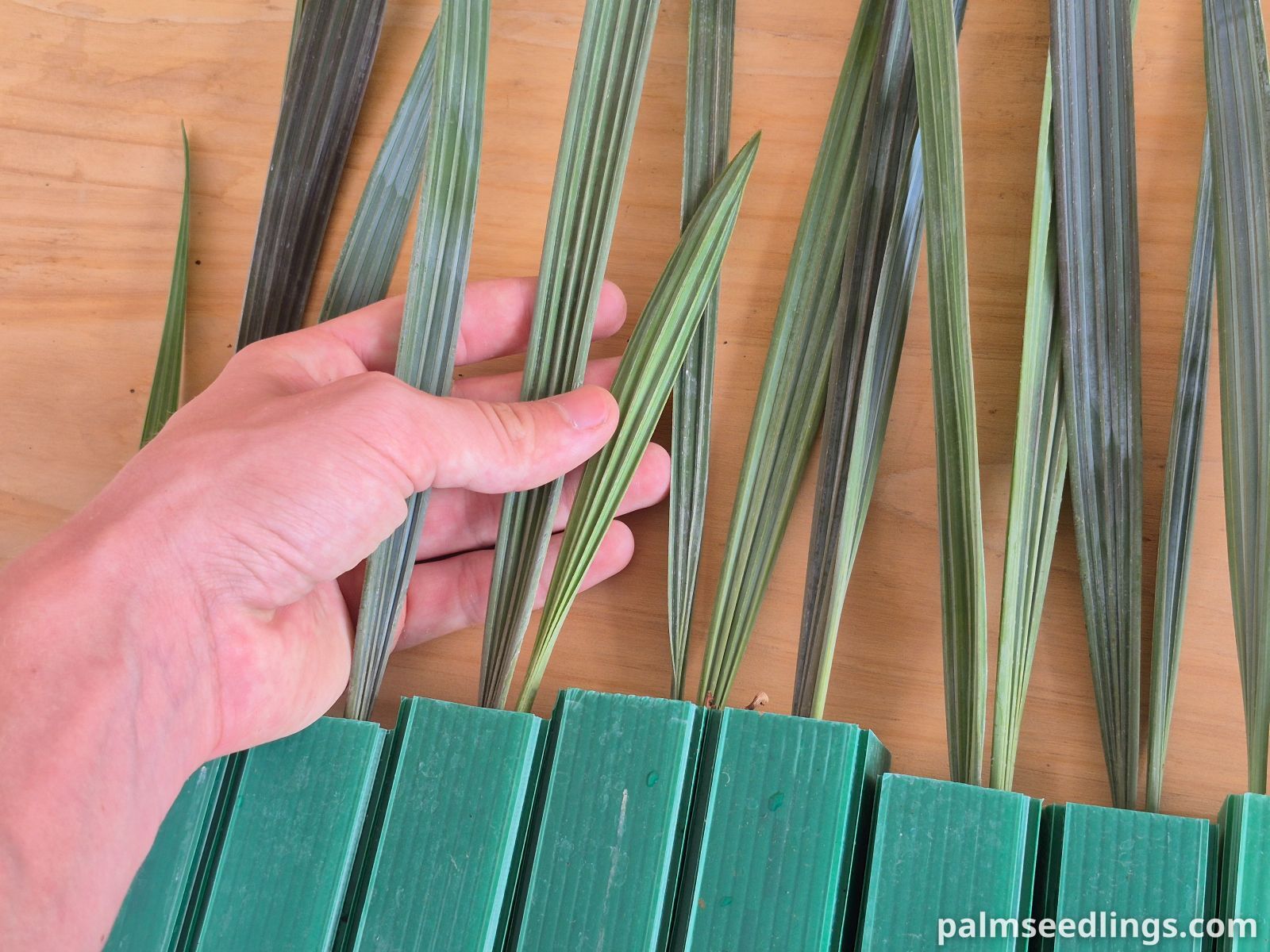Bismarckia nobilis Silver Bismarck Palm plants