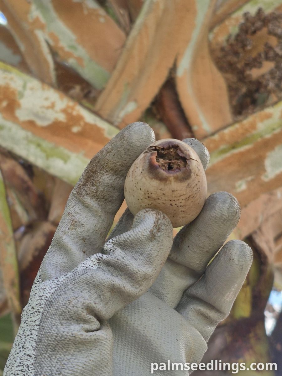 latania loddigesii fruit