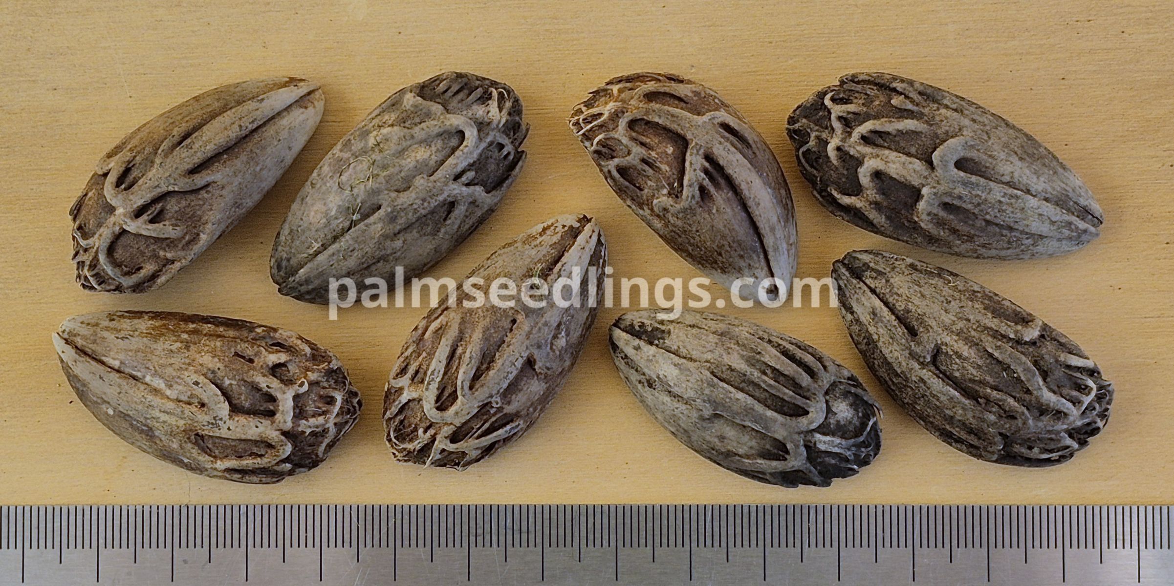 latania loddigesii seeds size