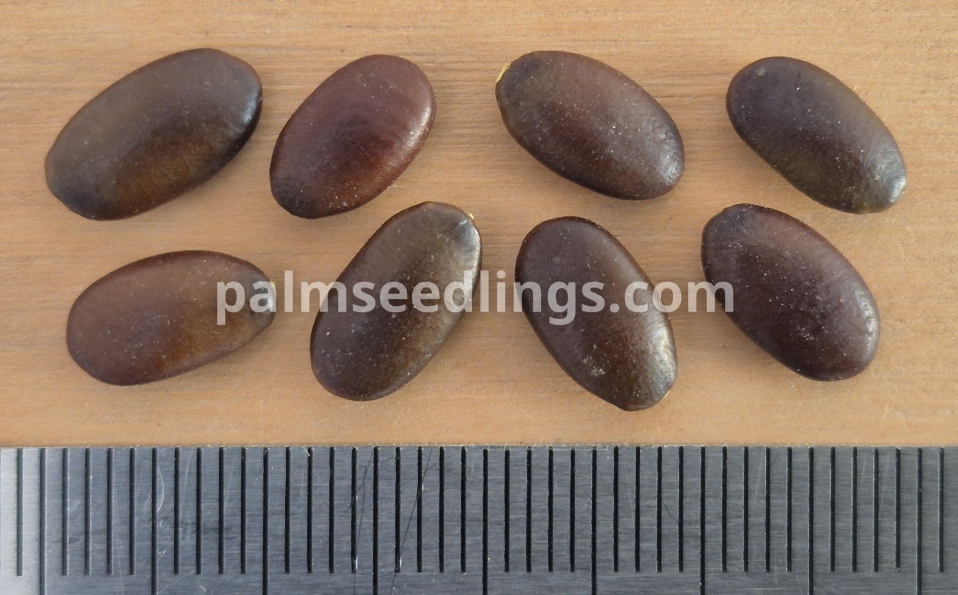 Gleditsia triacanthos Honey Locust Tree Seeds