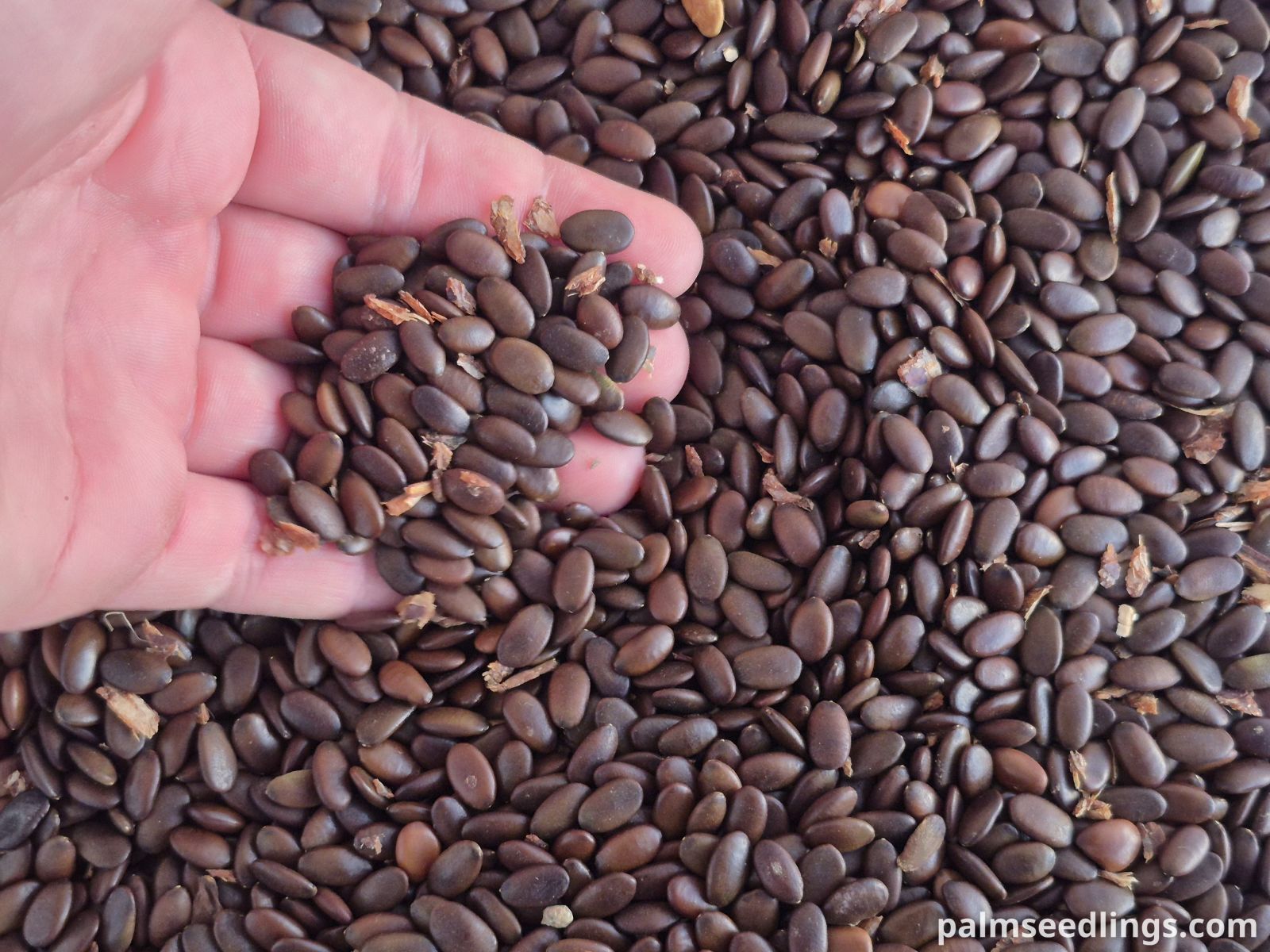 Gleditsia triacanthos Honey Locust Tree Seeds ()