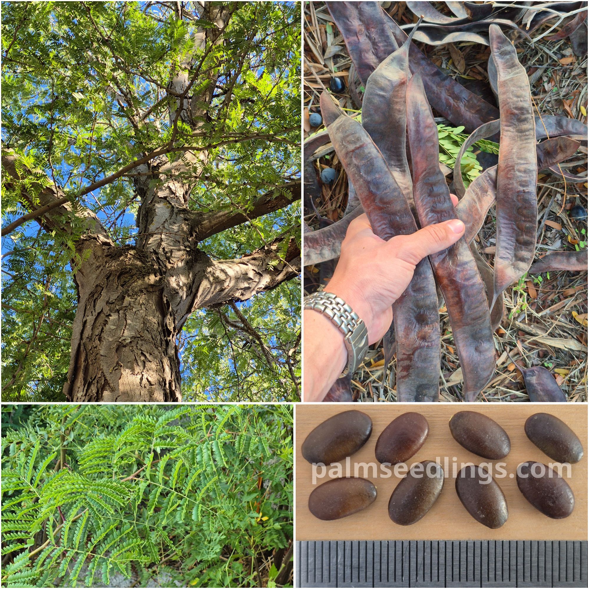 Gleditsia triacanthos Honey Locust Tree Seeds