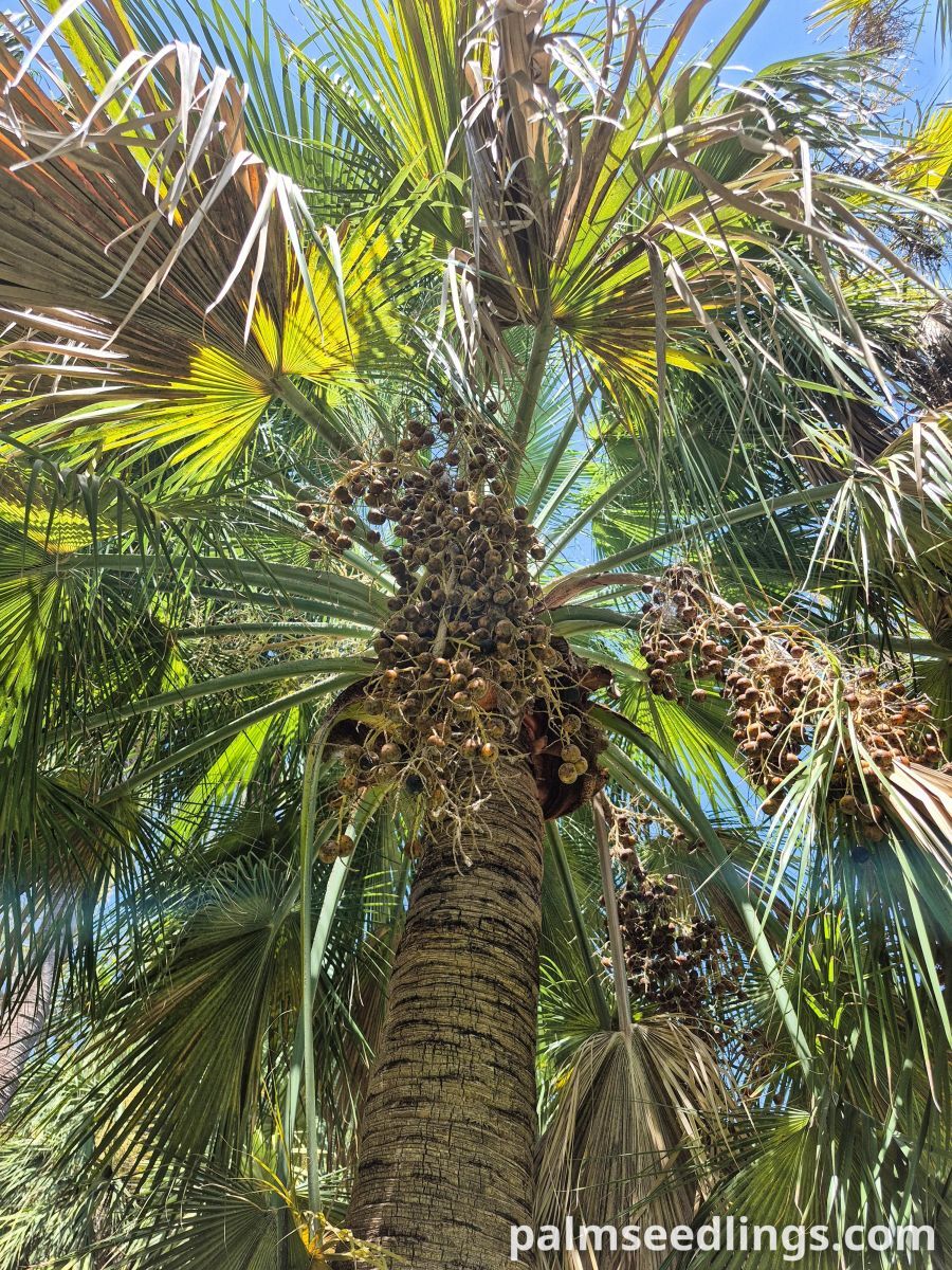 brahea edulis fruits