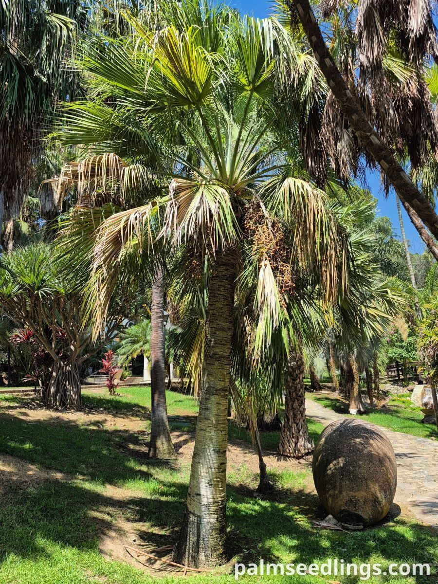 brahea edulis mature
