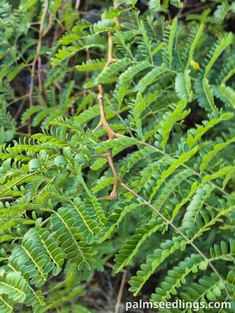 gleditsia triacanthos leaf