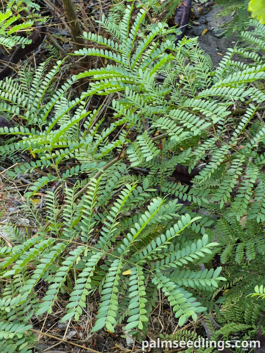 gleditsia triacanthos leaflets detail