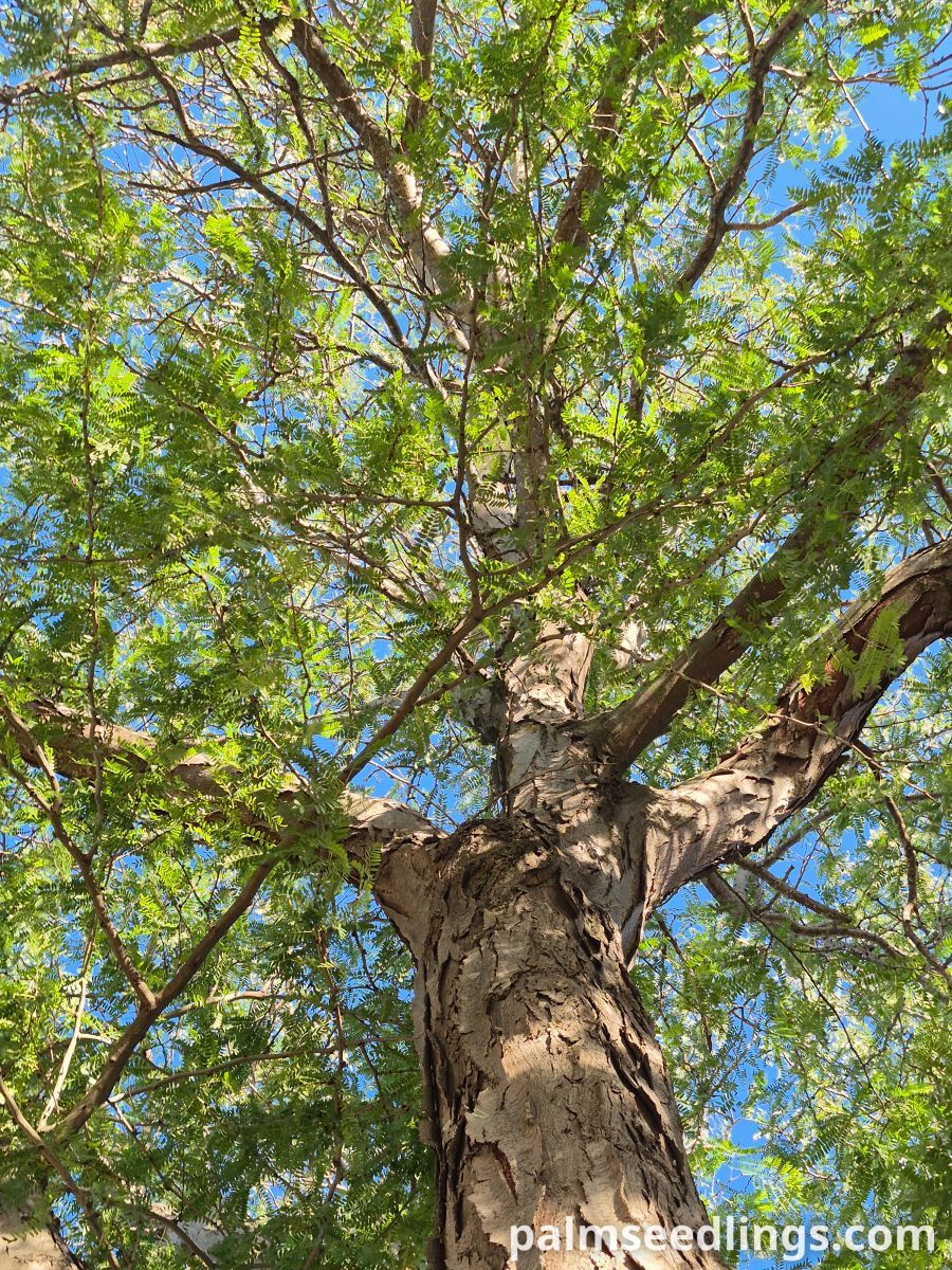 gleditsia triacanthos mature tree ()