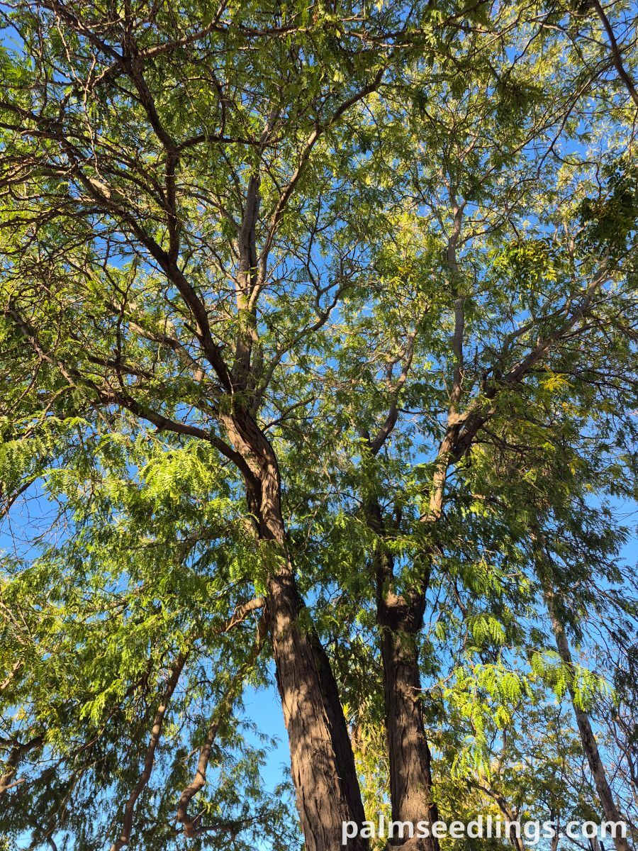 gleditsia triacanthos mature tree