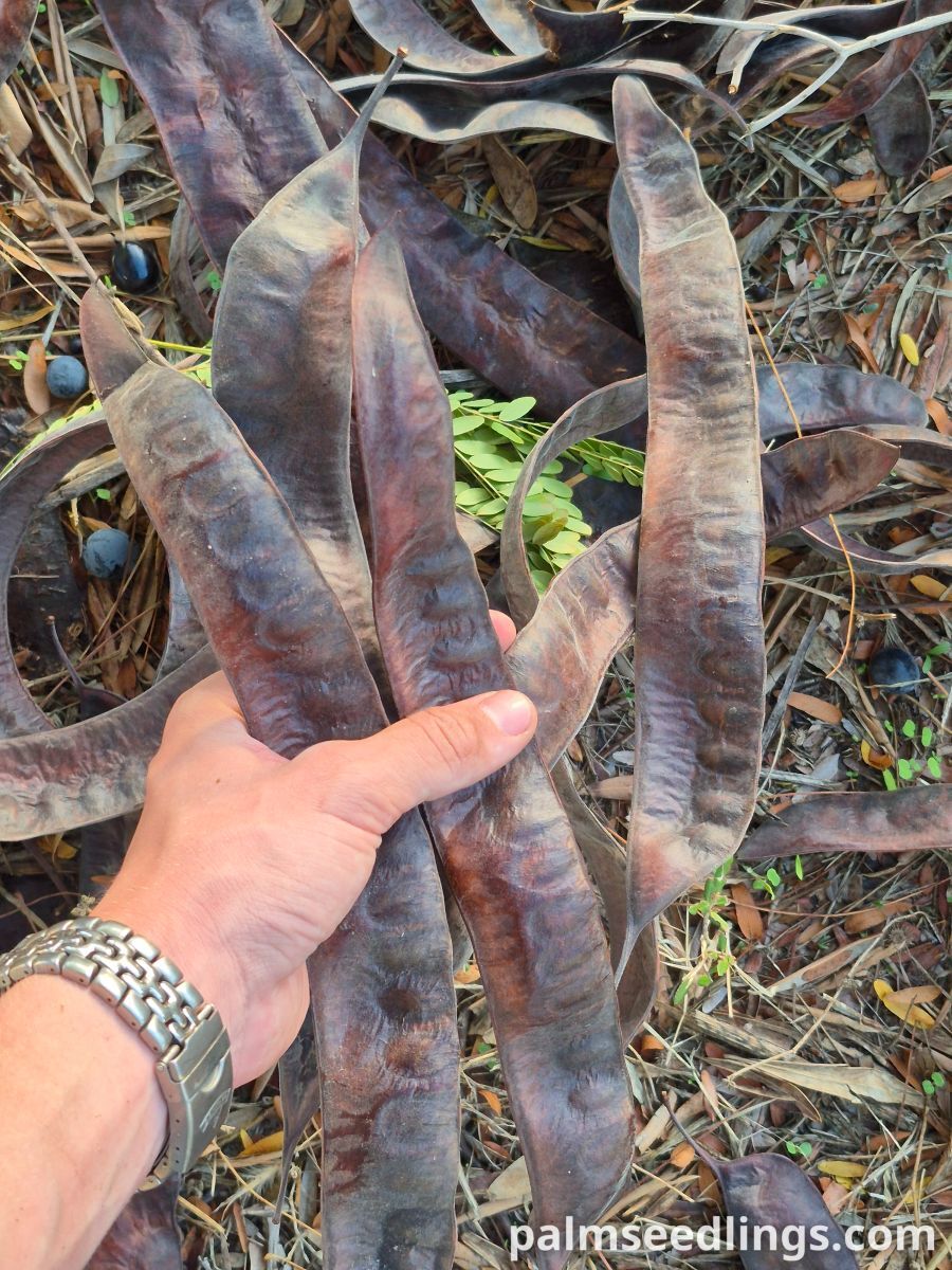 gleditsia triacanthos pods
