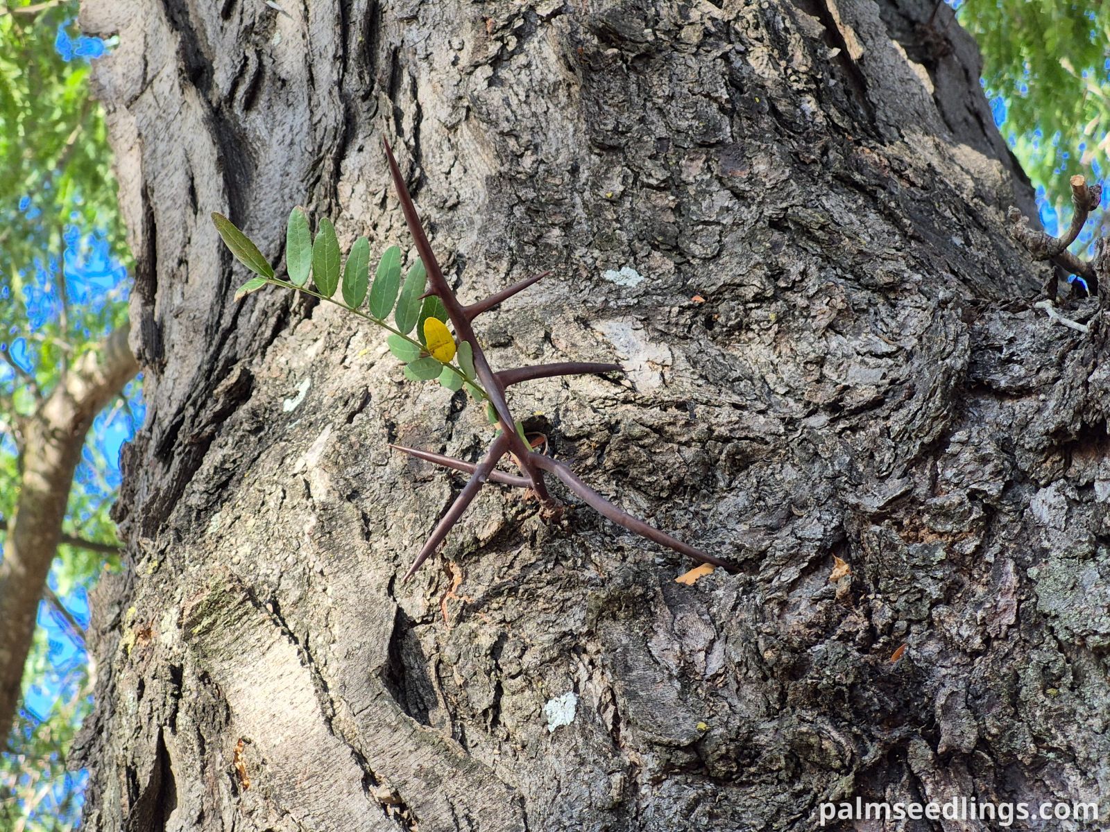 gleditsia triacanthos trunk with thorns ()