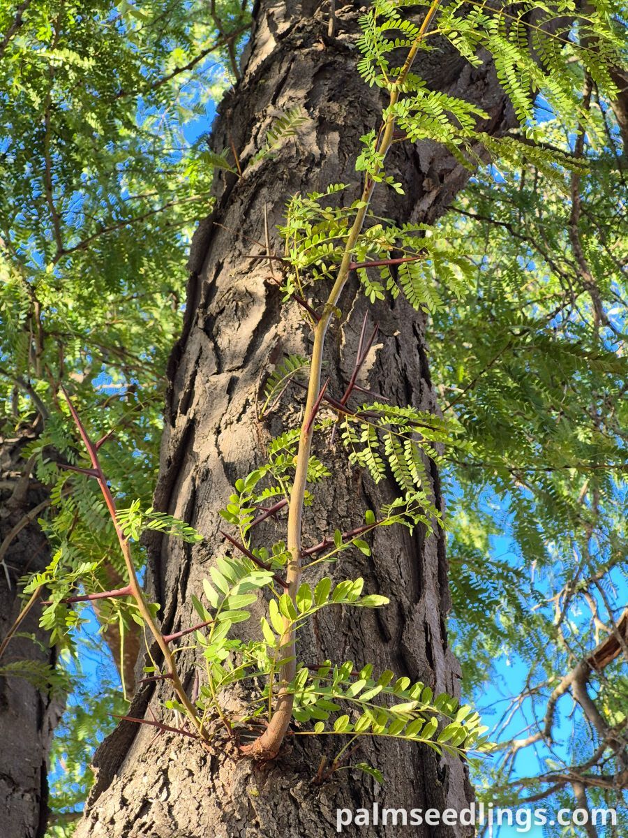 gleditsia triacanthos trunk with thorns