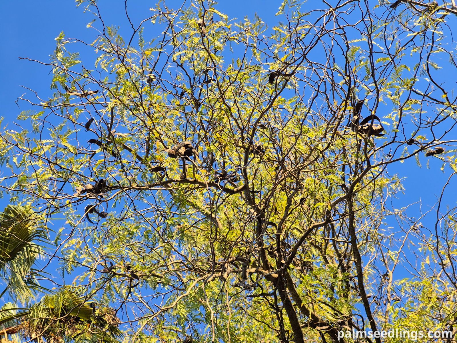 honey locust tree