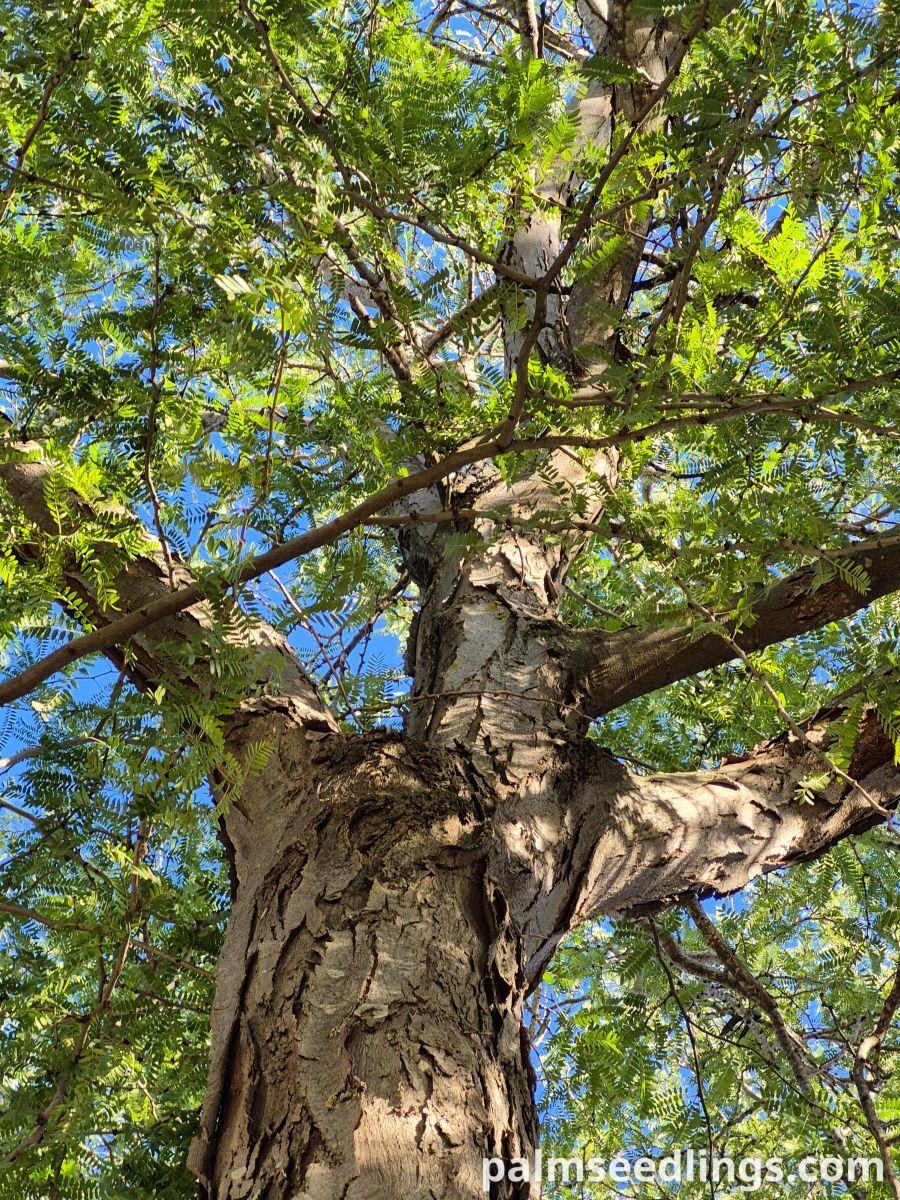 honey locust