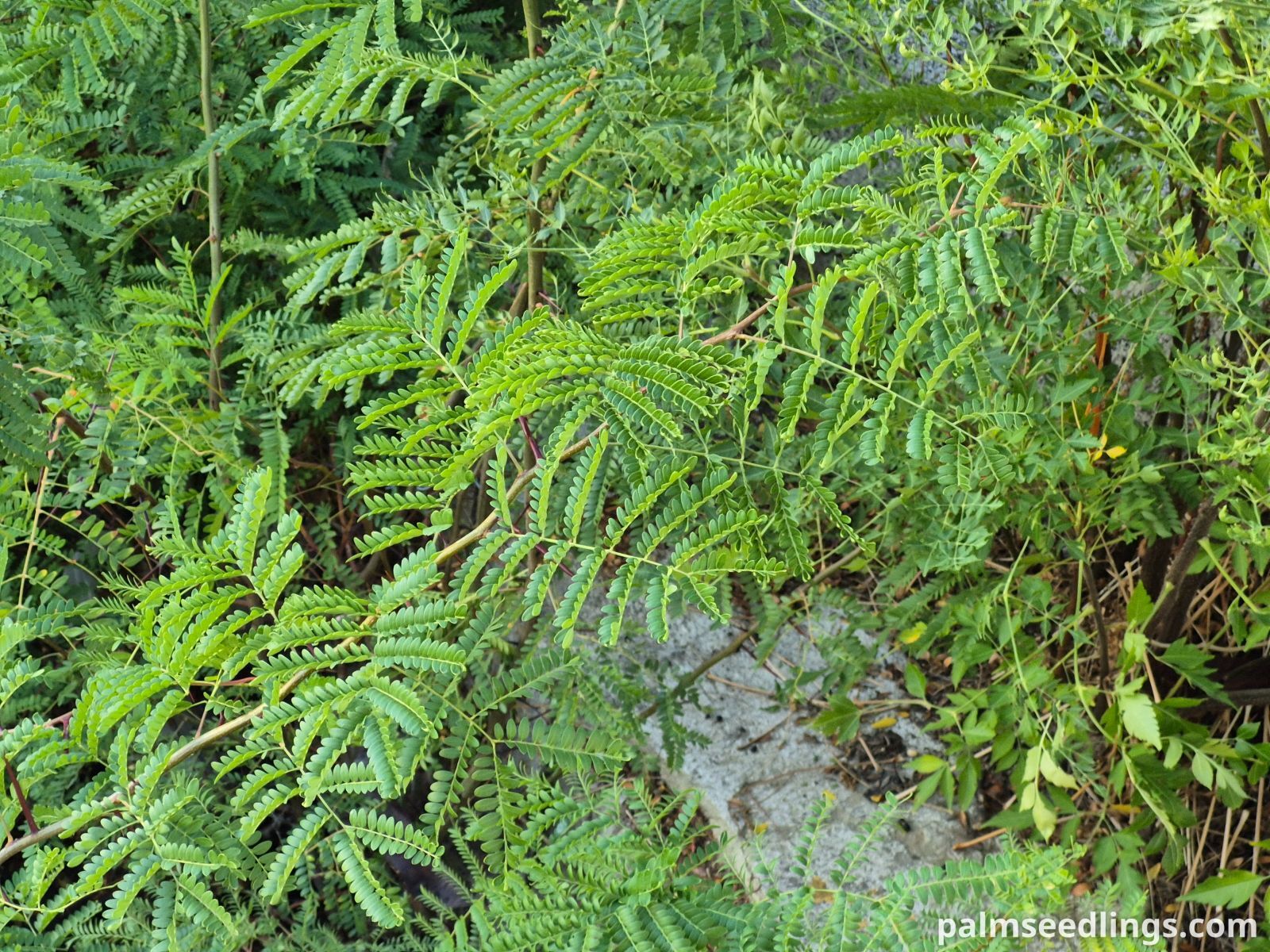 thorny honeylocust