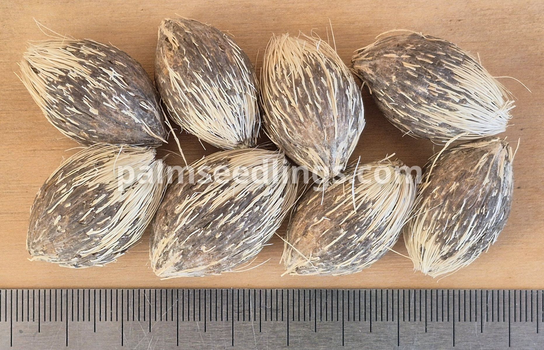 Syagrus coronata seed size