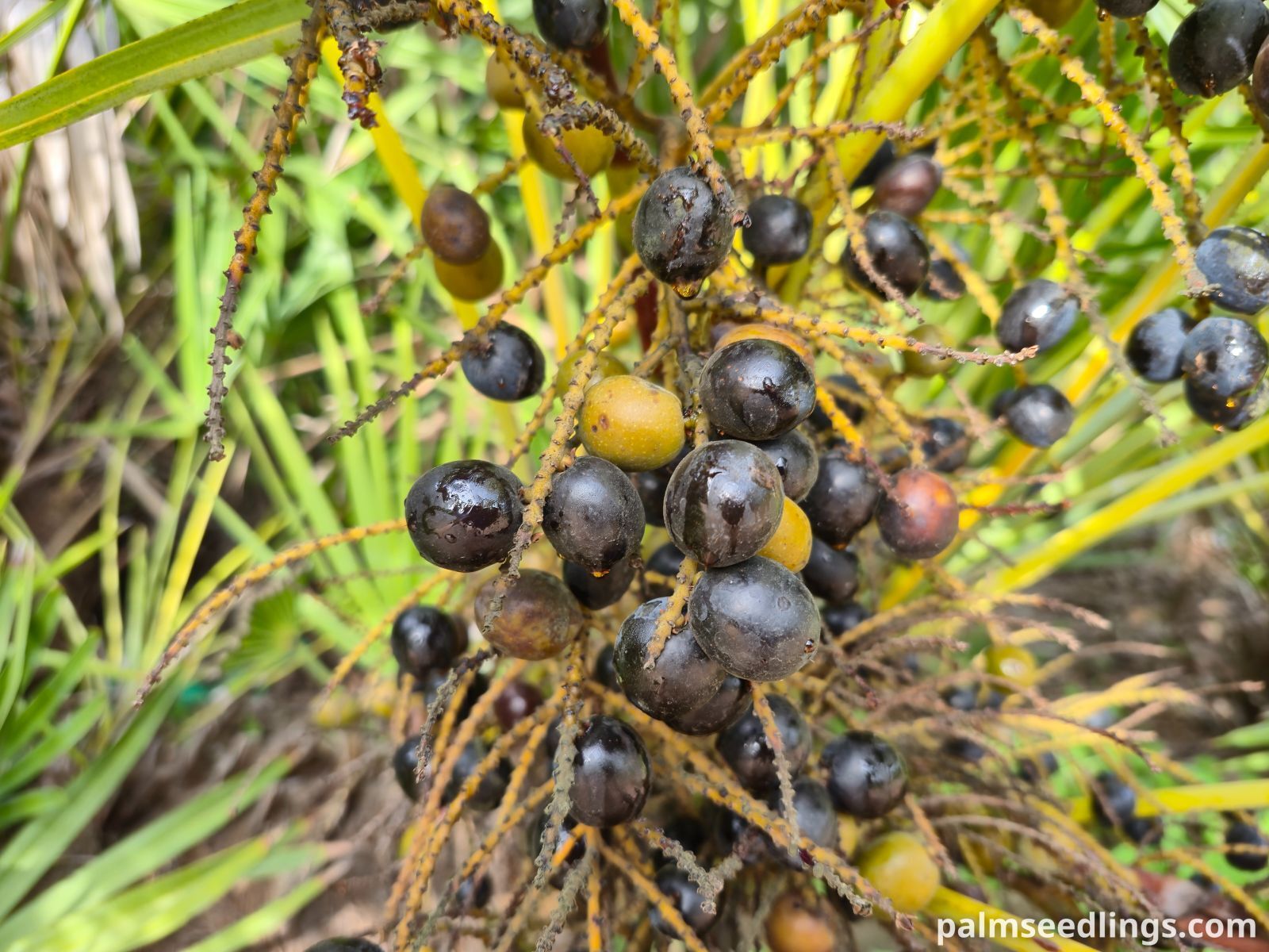 serenoa repens fruits