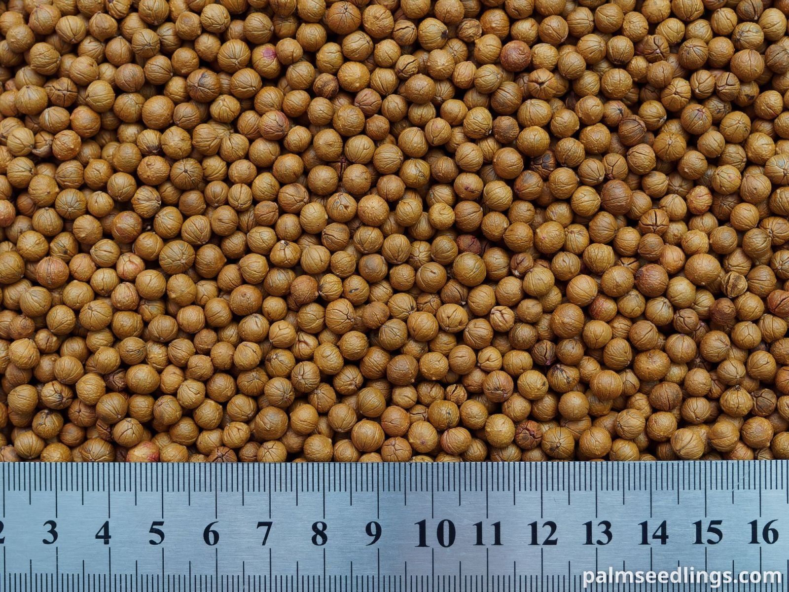 Coccothrinax litoralis Seeds