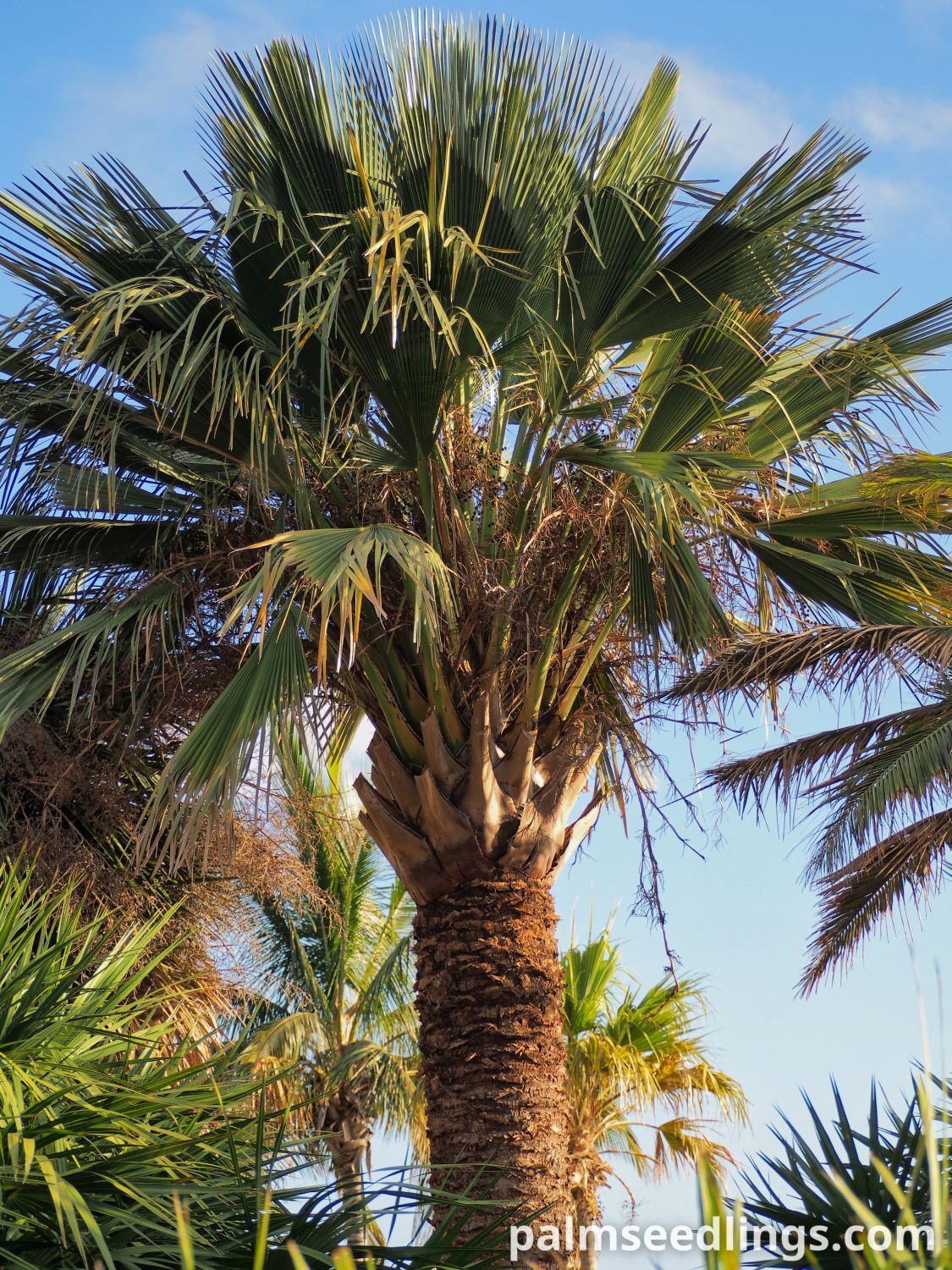 Copernicia gigas – Giant Yarey Palm mature specimen
