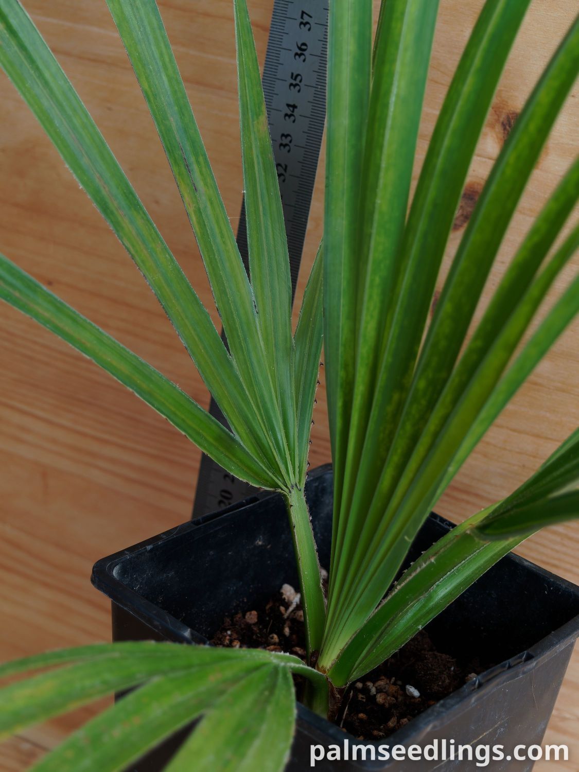 Copernicia gigas Giant Yarey Palm....