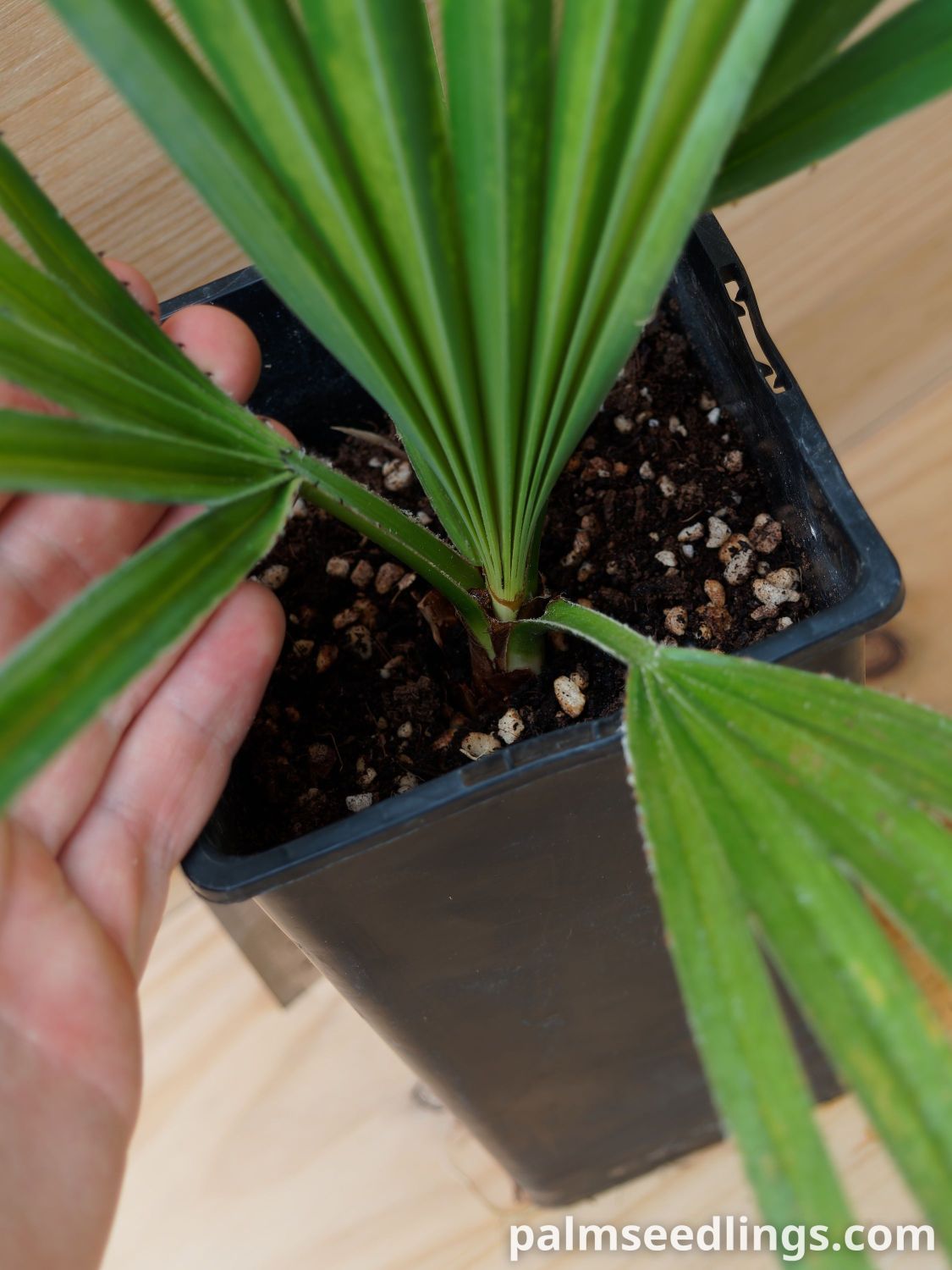 Copernicia gigas Giant Yarey Palm...