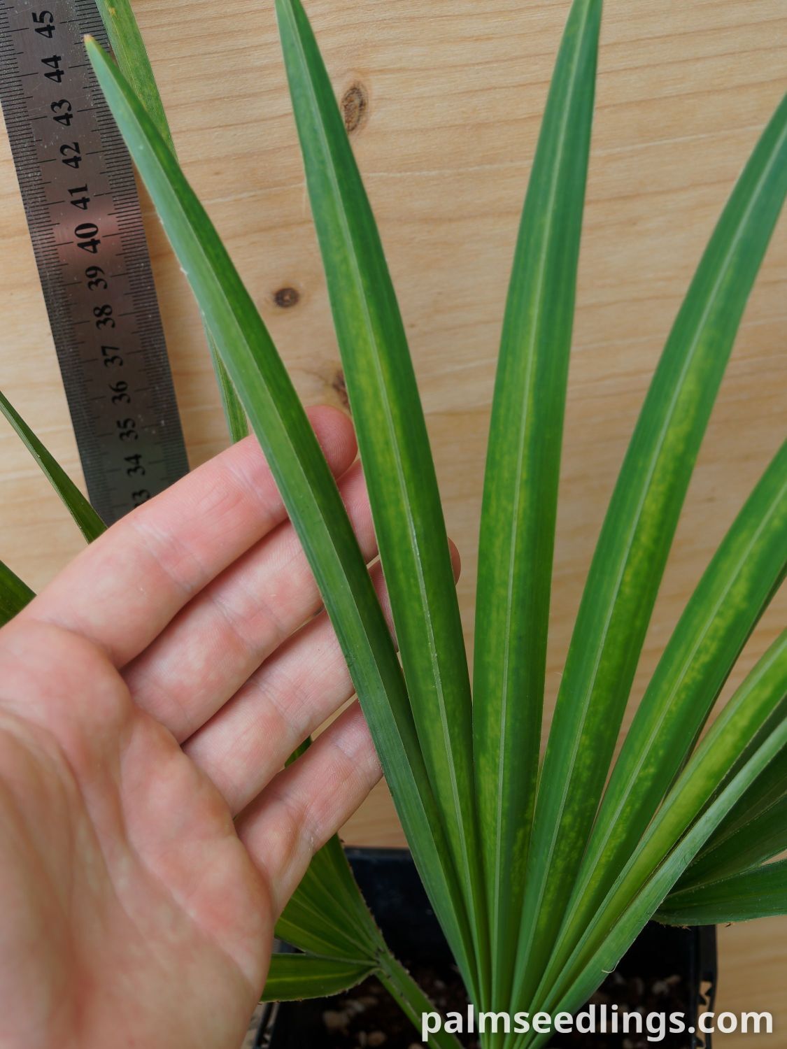 Copernicia gigas Giant Yarey Palm..