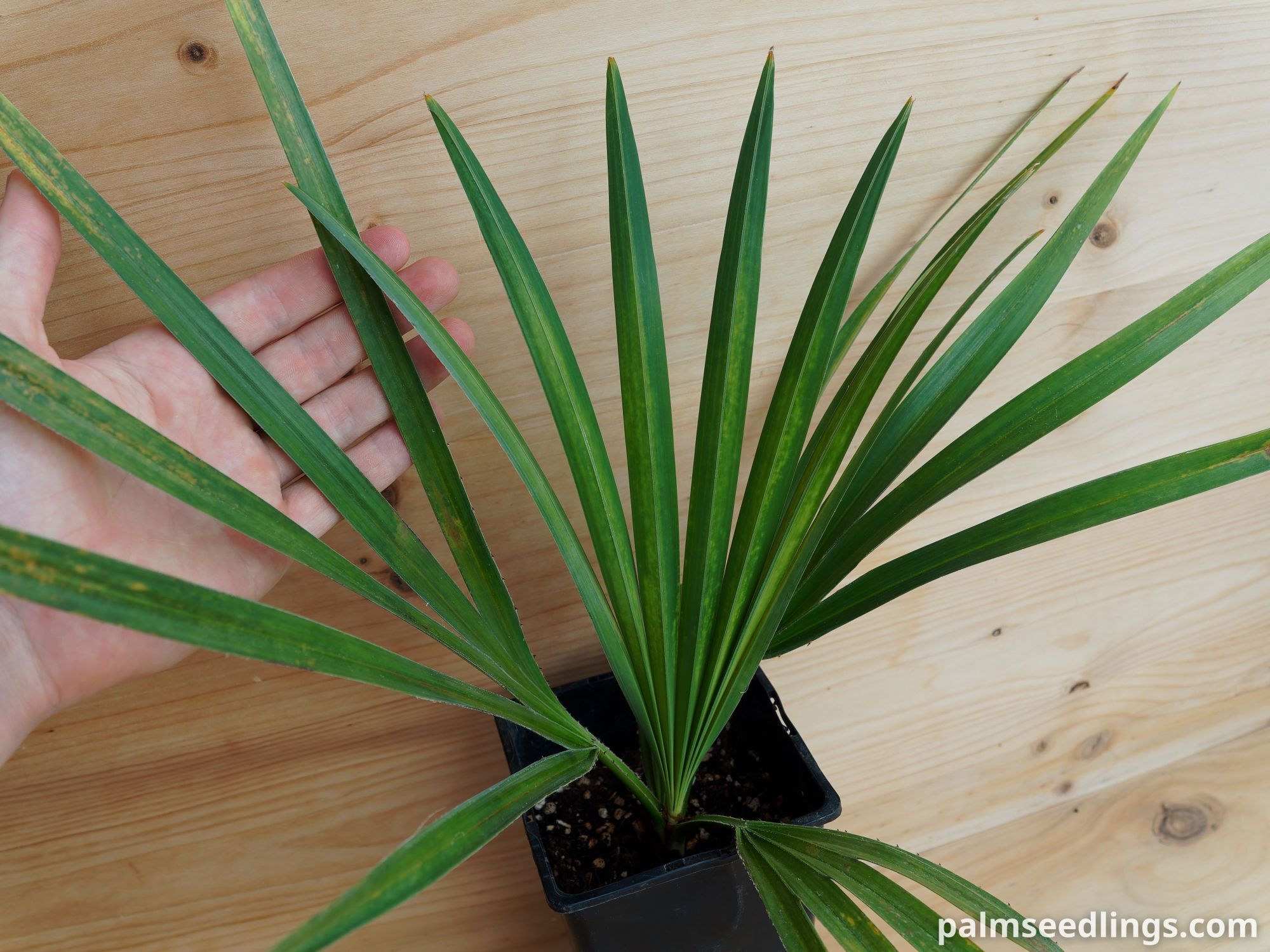 Copernicia gigas Giant Yarey Palm