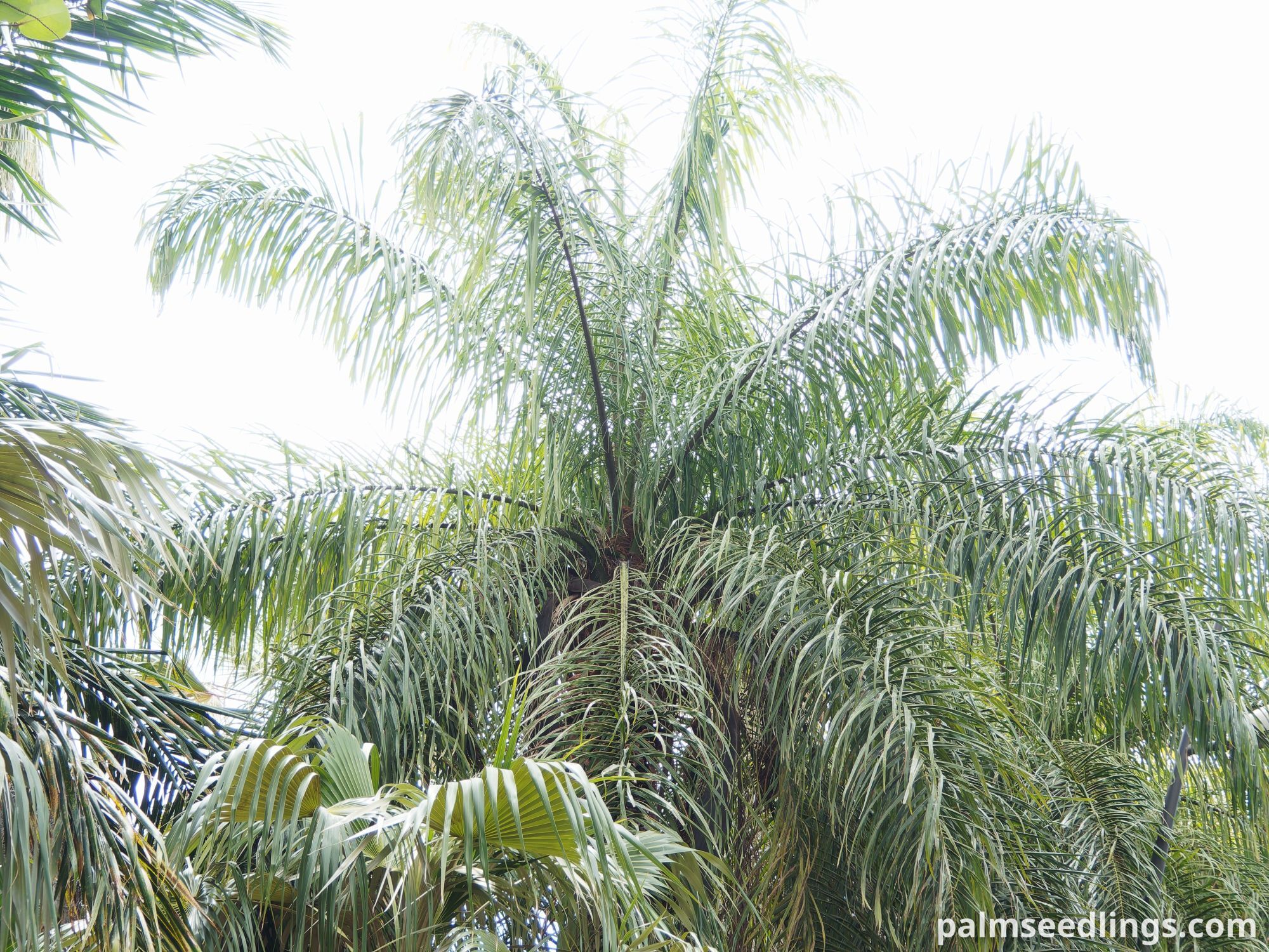 Acrocomia aculeata Macaw Palm Top