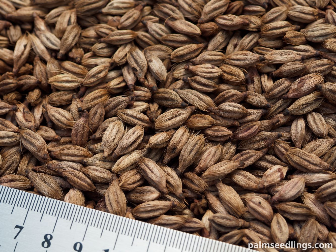 Ptychosperma macarthurii Macarthur Feather Palm Seeds