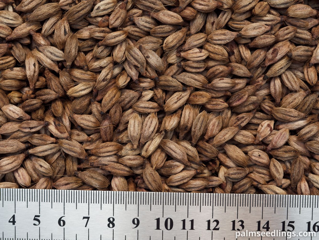 Ptychosperma macarthurii Macarthur Feather Palm Seeds