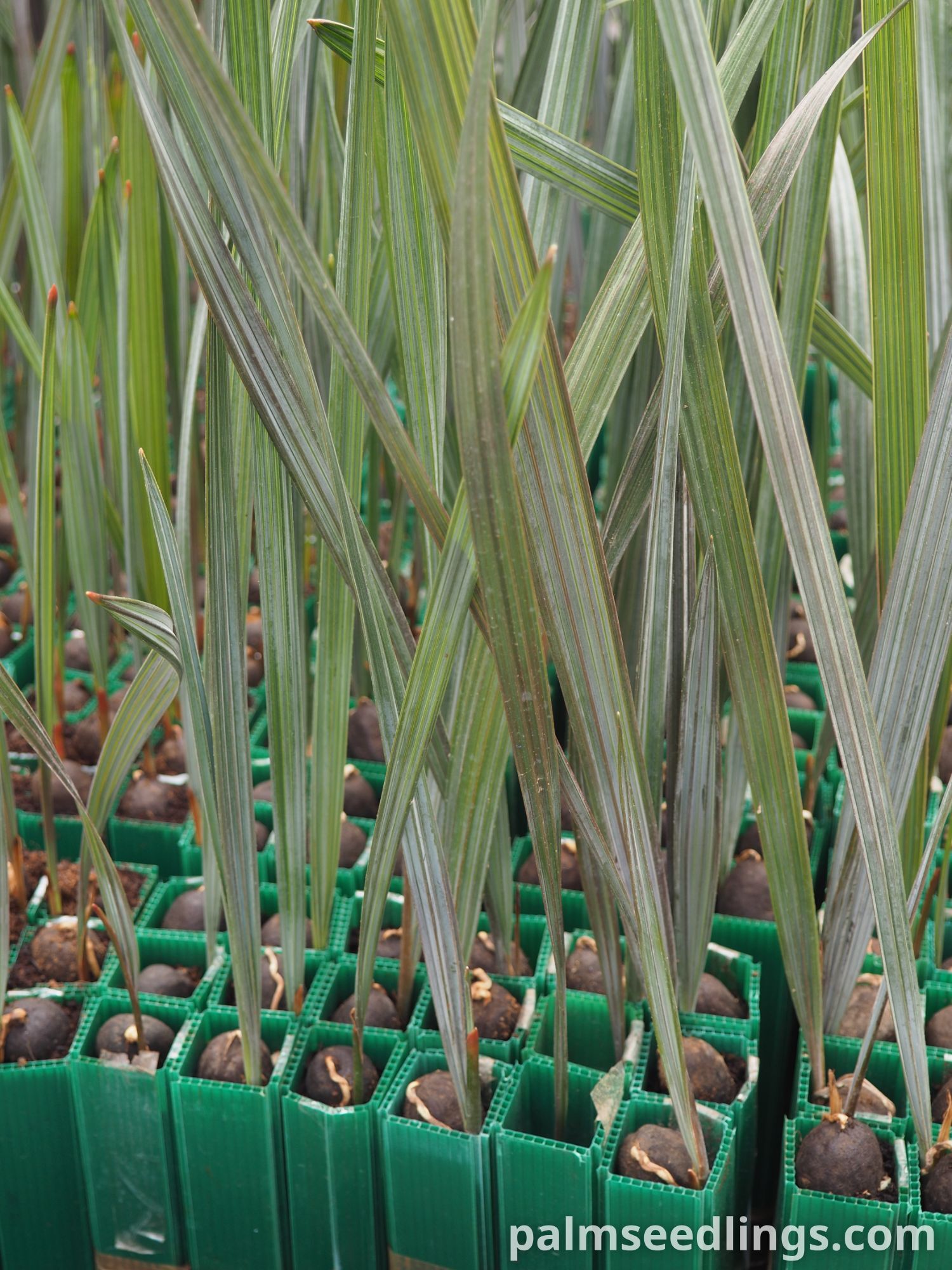 Bismarckia nobilis Seedlings ()