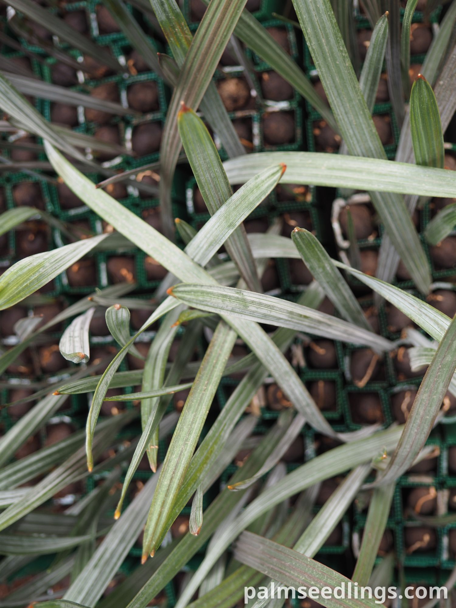 Bismarckia nobilis Seedlings