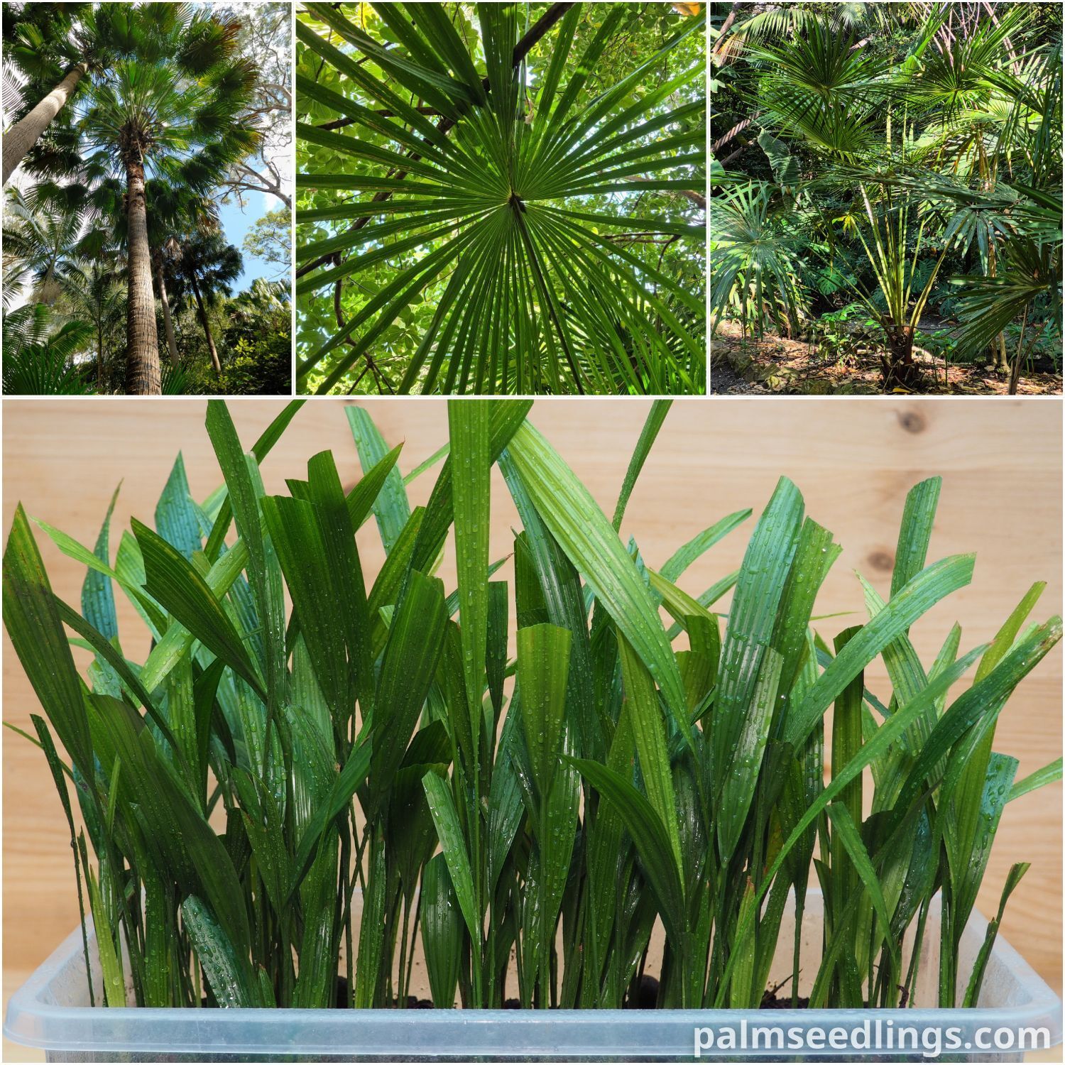 Livistona australis Australian Fan Palm Seedlings
