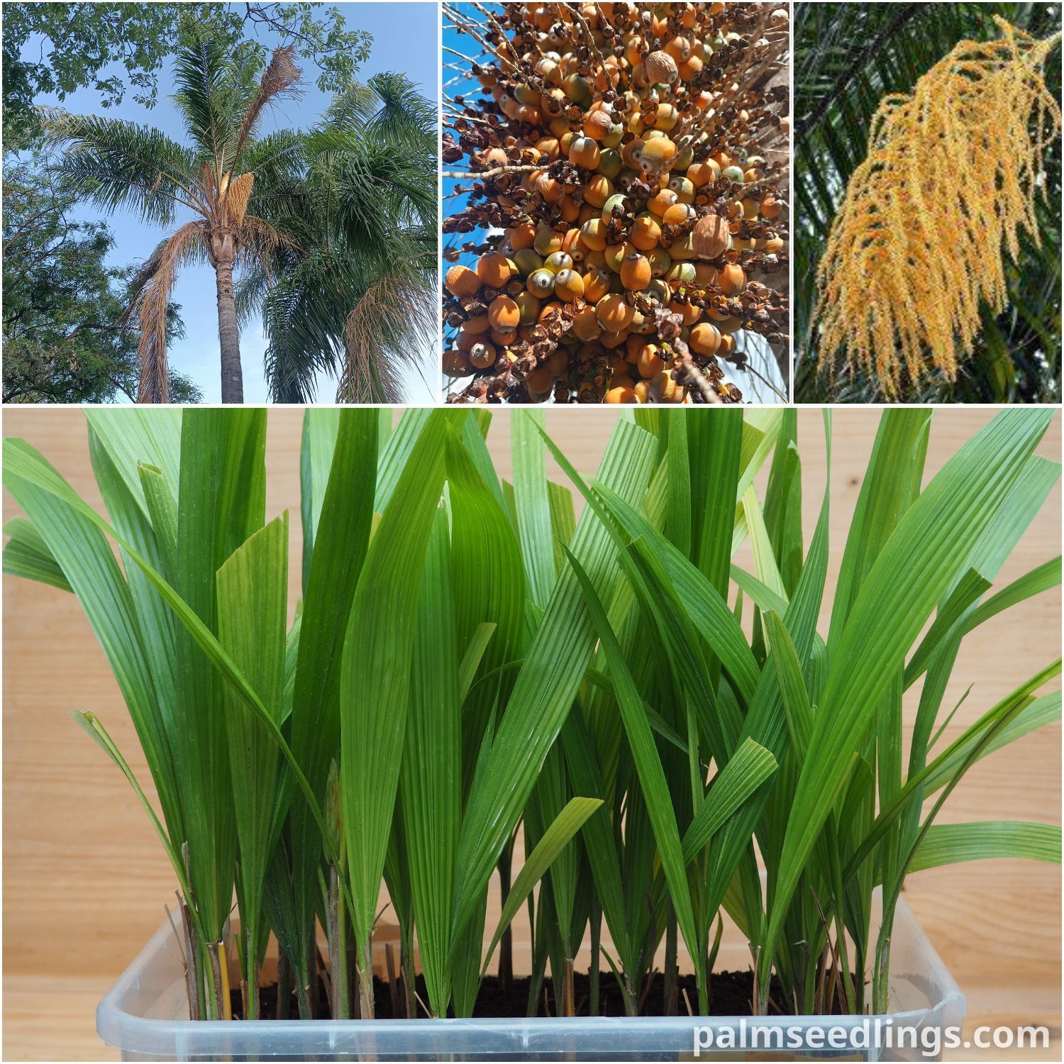 Syagrus romanzoffiana – Queen Palm Seedlings