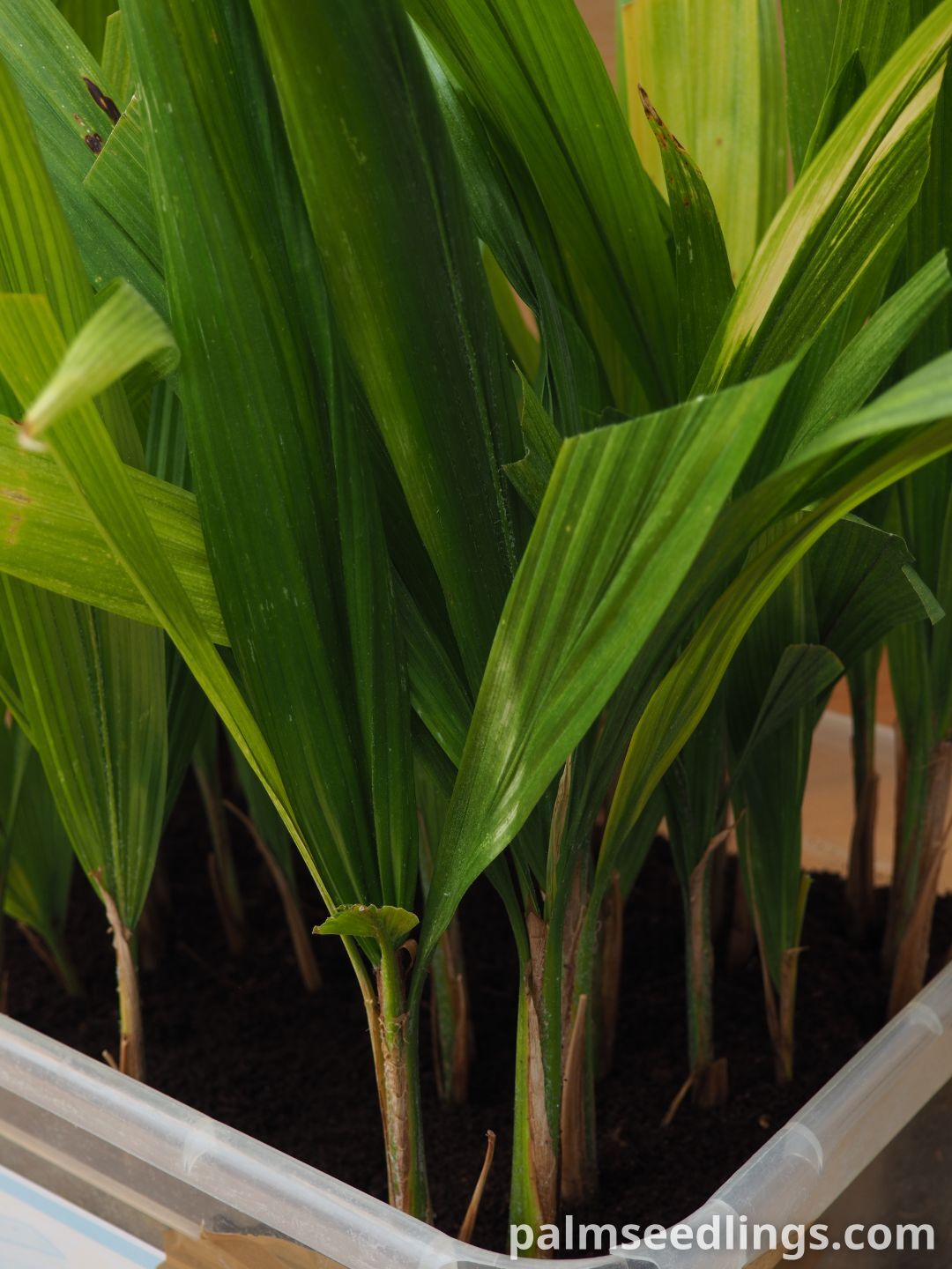 Syagrus romanzoffiana seedlings