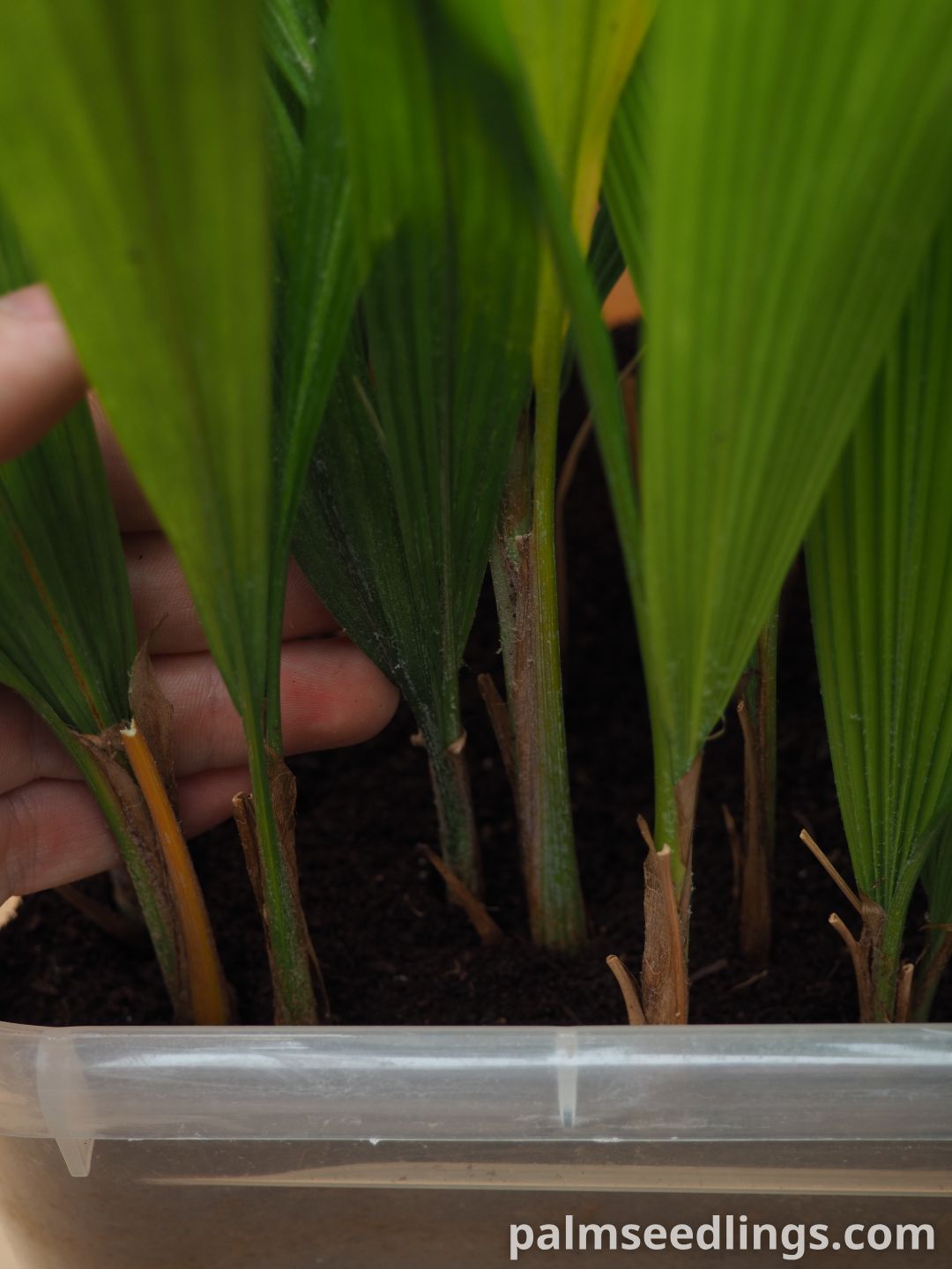 Syagrus romanzoffiana seedlings