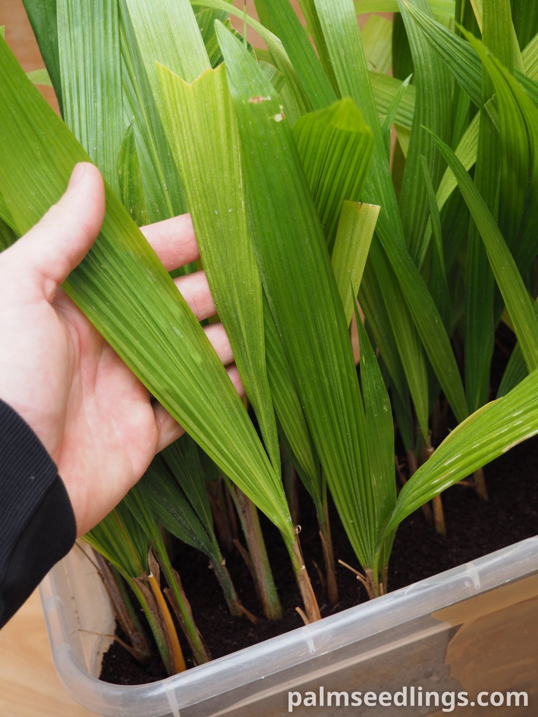 Syagrus romanzoffiana seedlings