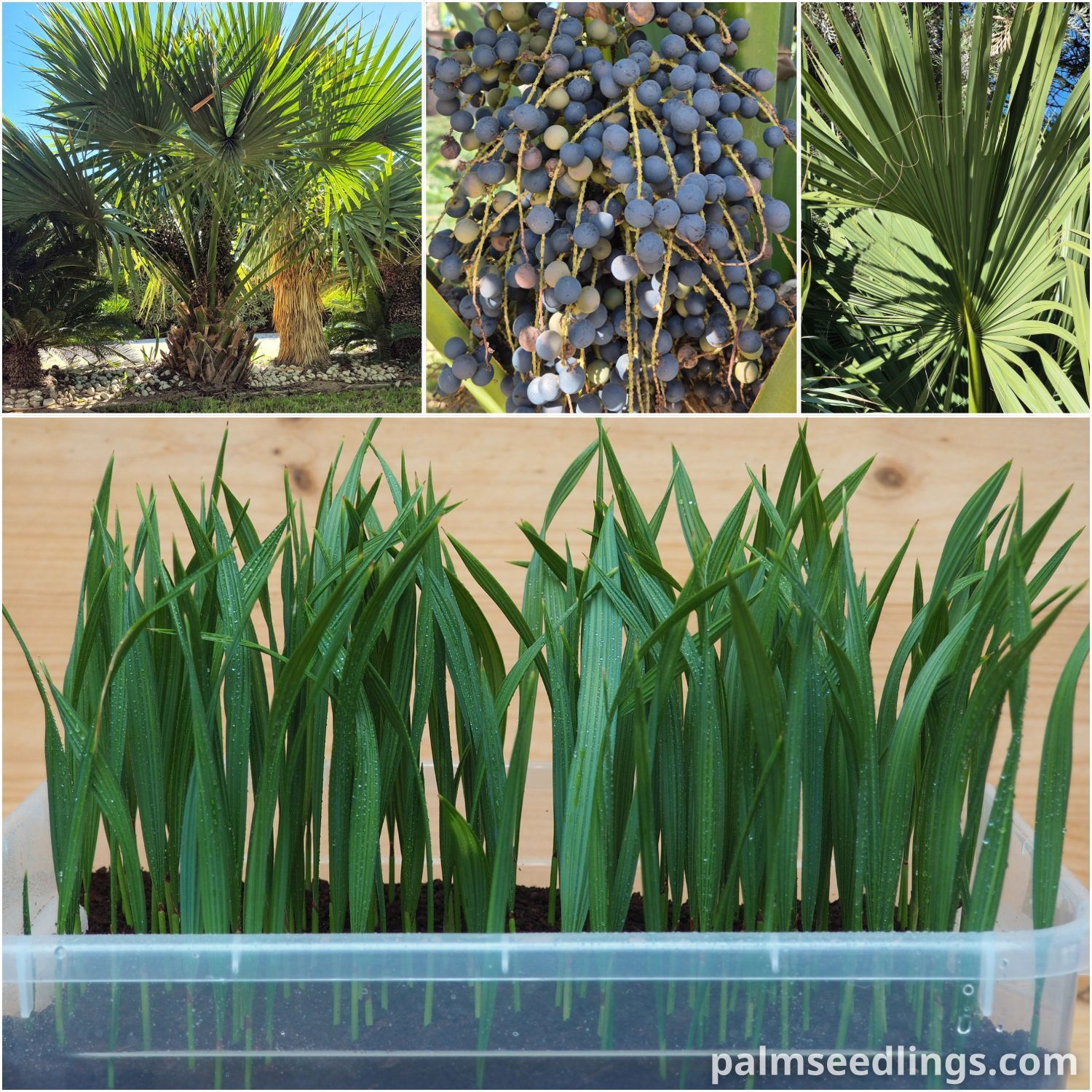 Maritime Palmetto Palm seedlings