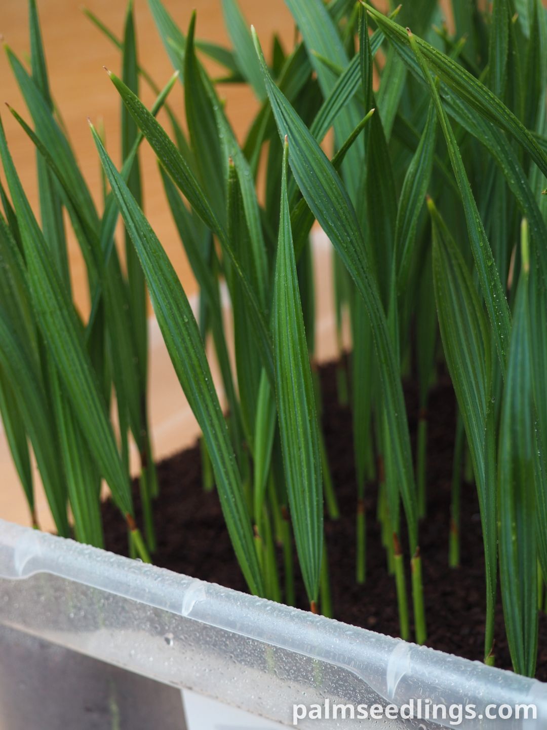 Sabal maritima seedlings