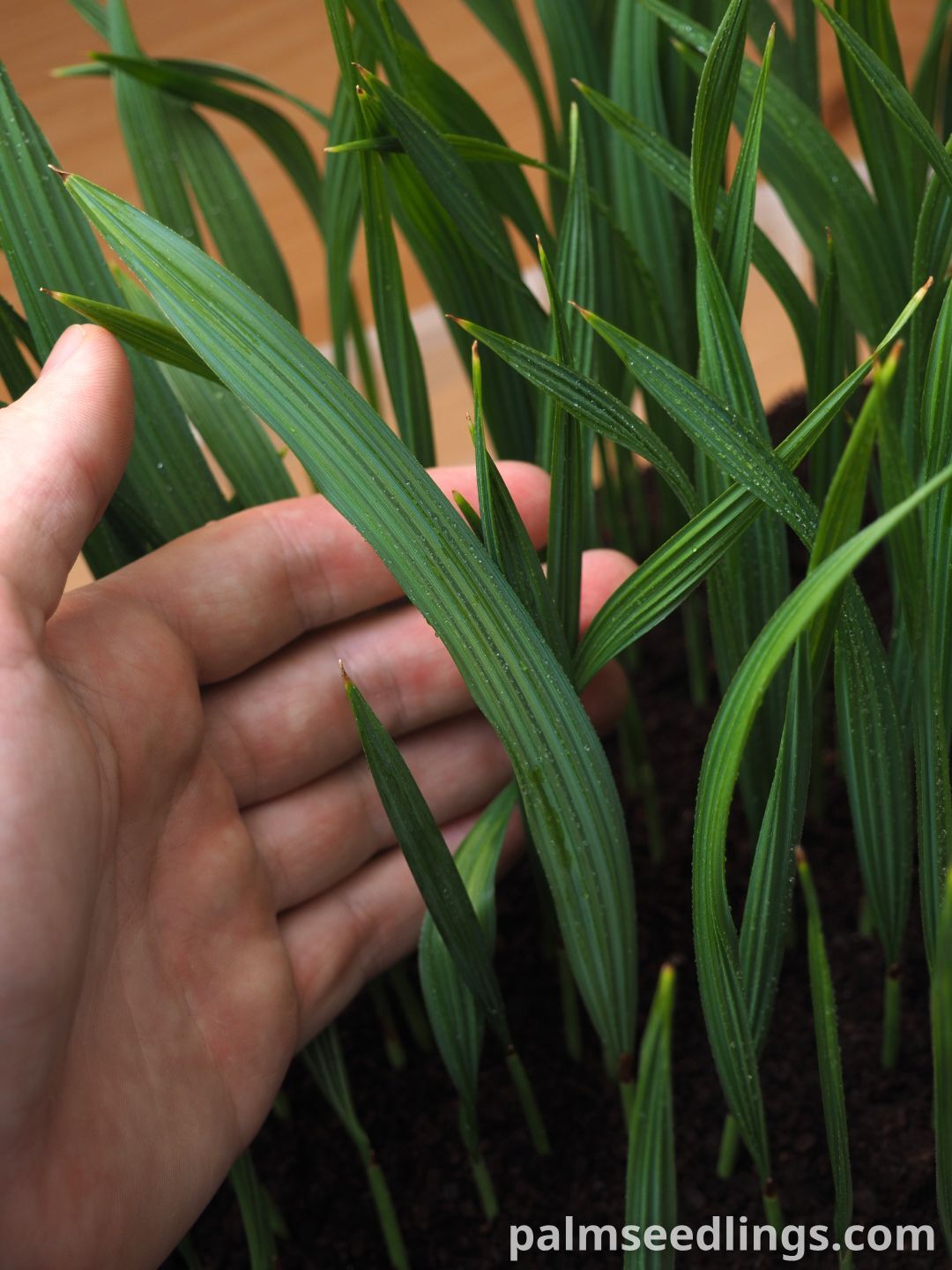 Sabal maritima