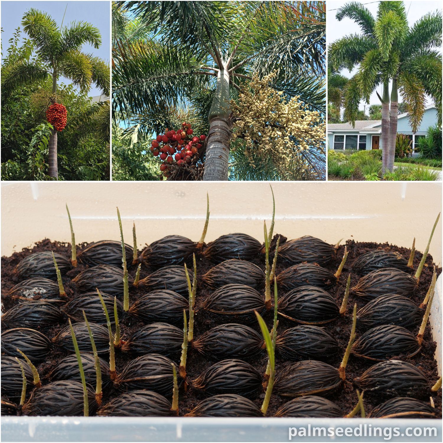 Wodyetia bifurcata Foxtail Palm Seedlings S