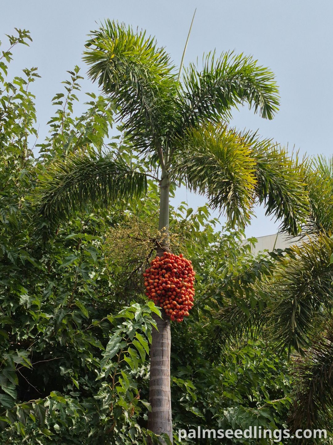 Wodyetia bifurcata ripe fruit