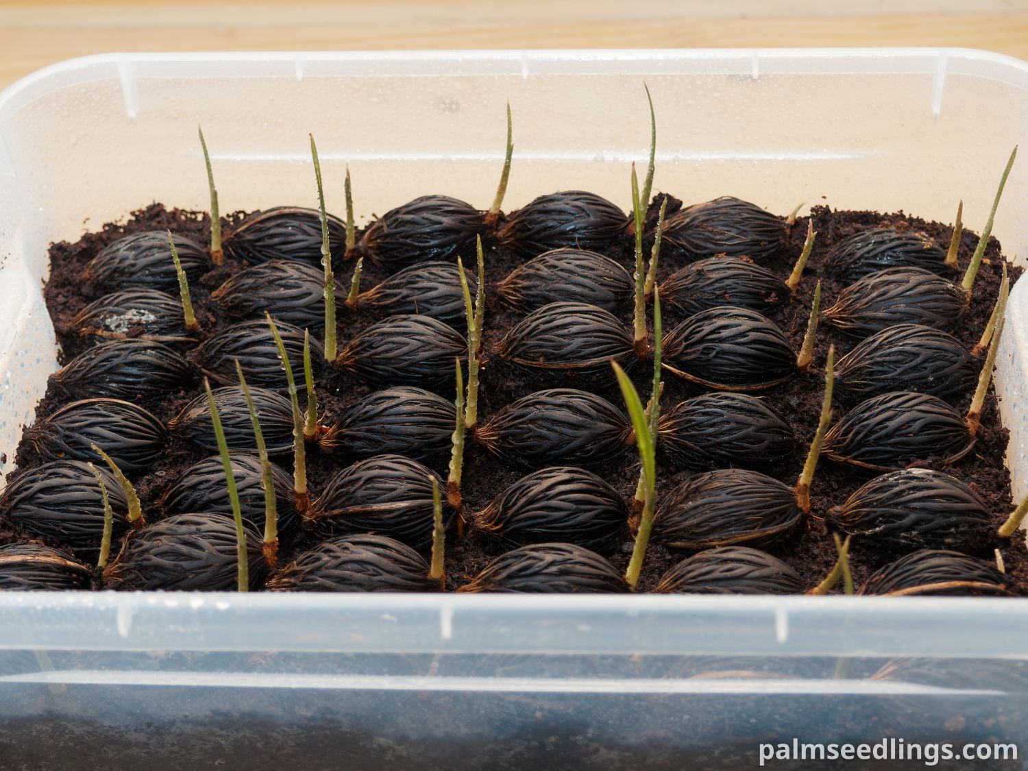 Wodyetia bifurcata seedlings