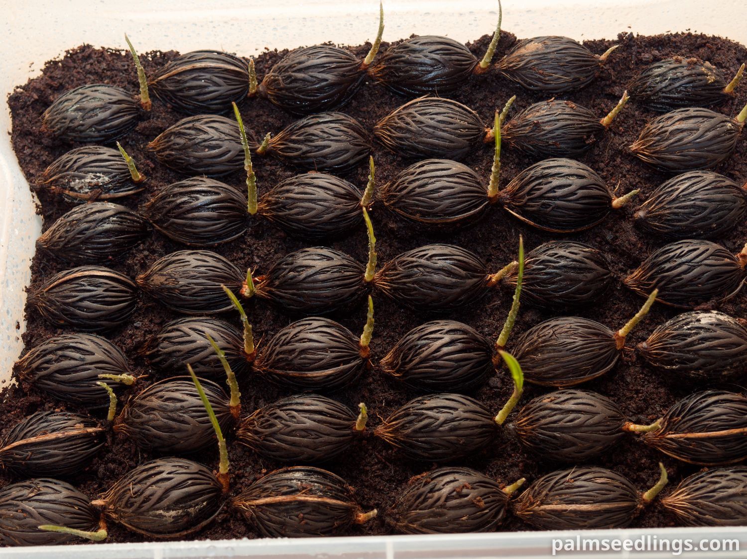 Wodyetia bifurcata seedlings